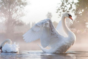 Swan je migracijski pogled na pticu ili ne? Swan je migracijski pogled na pticu ili ne?